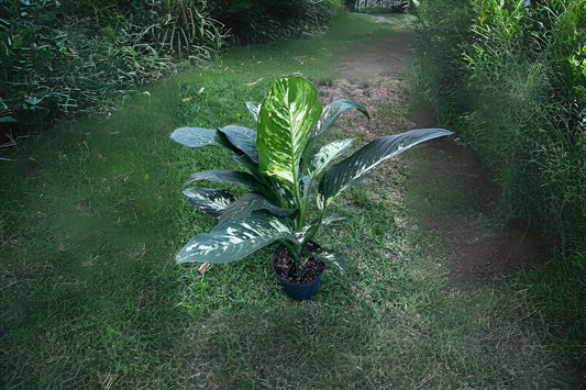 Dieffenbachia Puerto Rico 3 Gallon Pot - Easy-Care Indoor Plant for Bright Indirect Sunlight - Dieffenbachia seguine