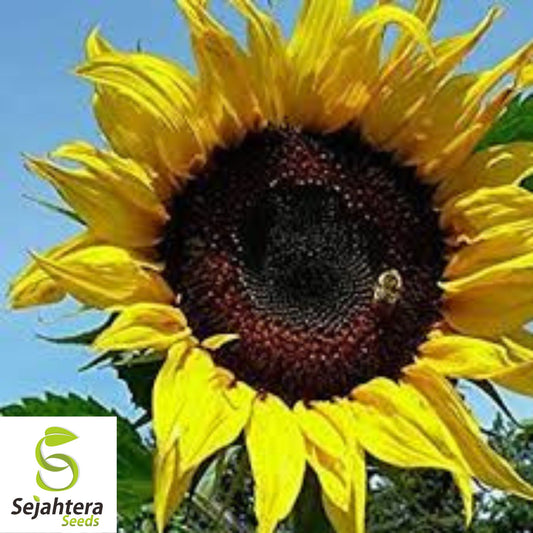 Black Oil Sunflower Seeds - 100+ Heirloom - Non-GMO - High Yield & Fresh