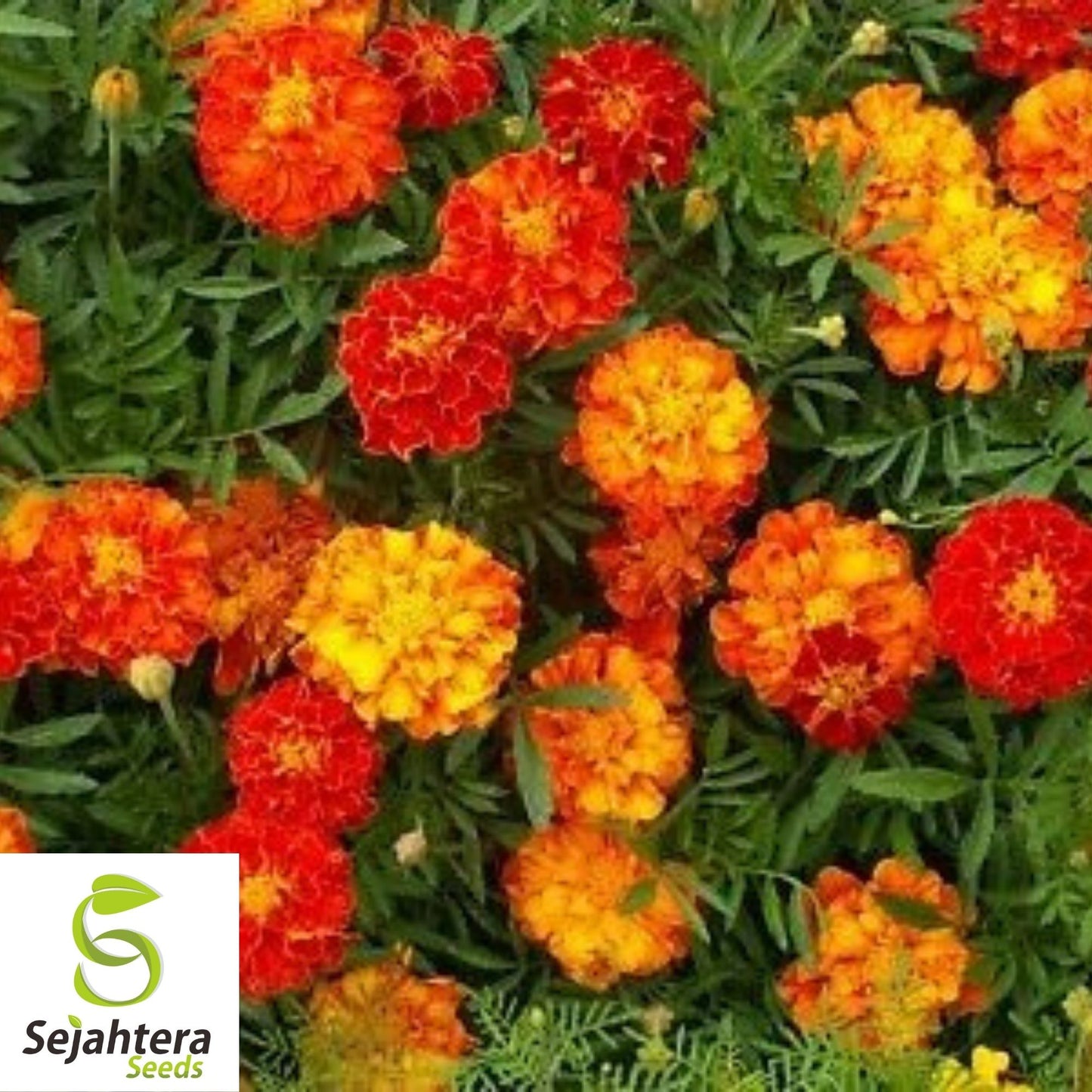 Marigold Seeds 150+ | French Sparky Mix Flowers Tagetes NON-GMO USA