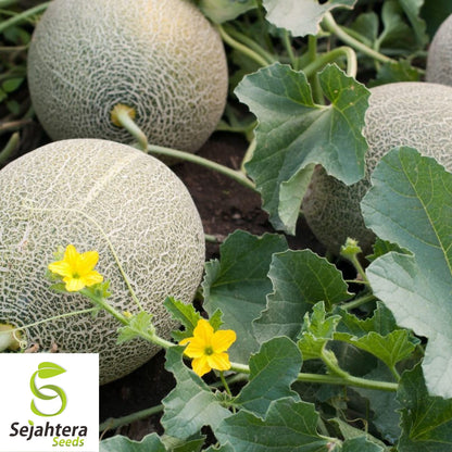 Iroquois Cantaloupe Seeds 50+ | Muskmelon Fruit Heirloom Garden USA