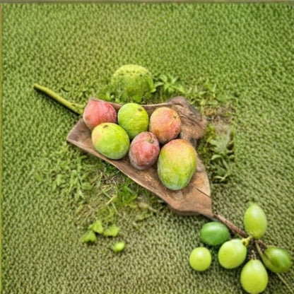 Super Alphonso Mango Tree – Mangifera indica Self-Pollinating | Live Tropical Fruit Tree | Premium Variety  Rich Sweet Flavor | Fiberless Flesh | Exotic Favorite