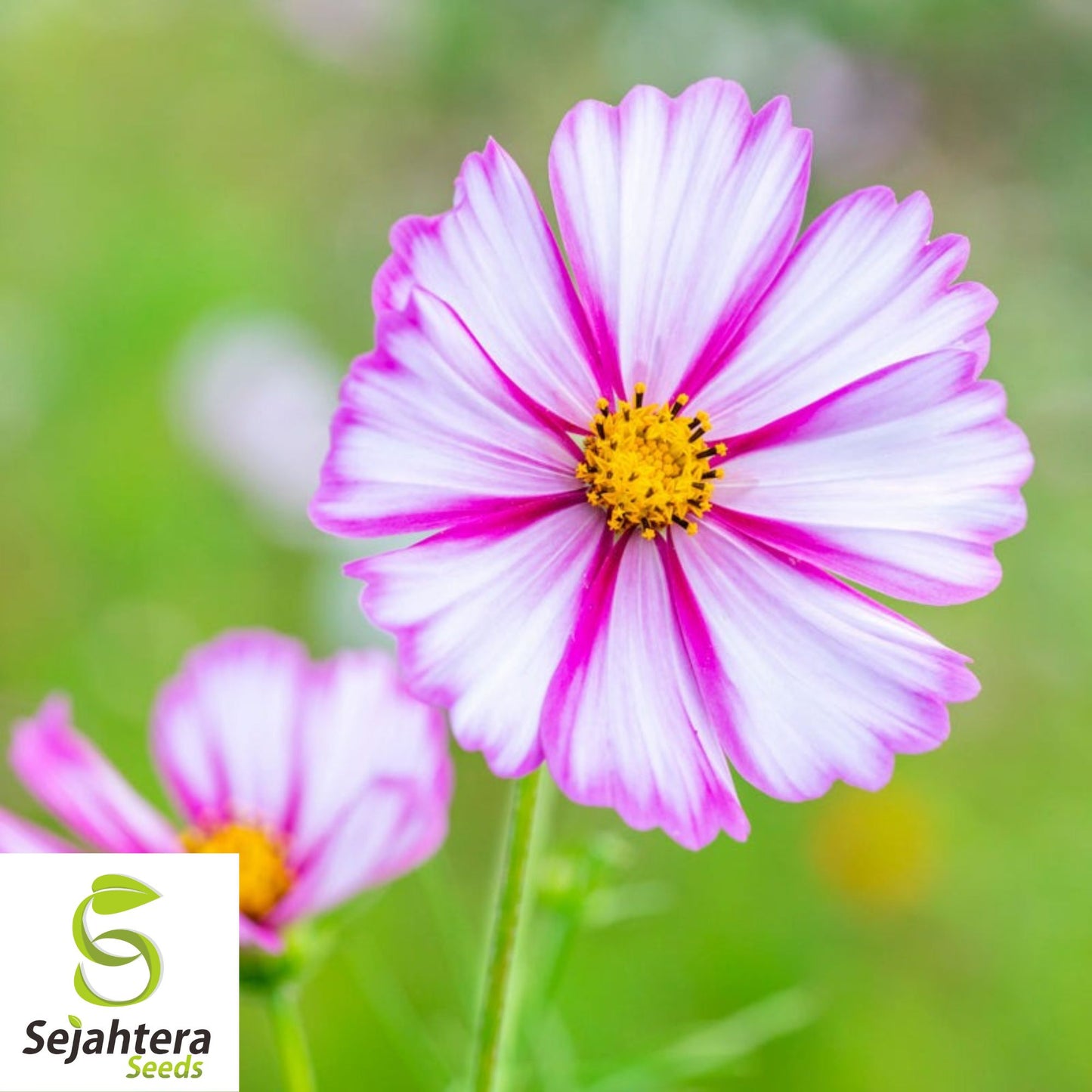 100 Cosmos Candystripe Seeds - Non-GMO, Vibrant Bi-Color Blooms