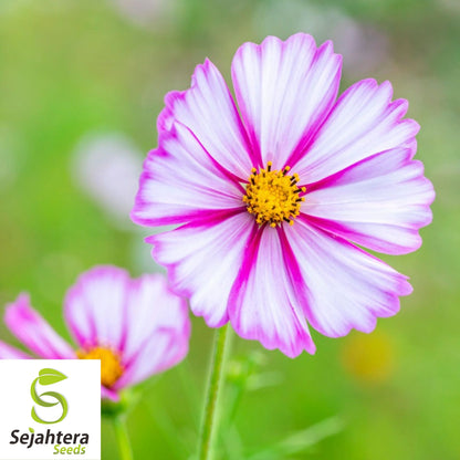 100 Cosmos Candystripe Seeds - Non-GMO, Vibrant Bi-Color Blooms