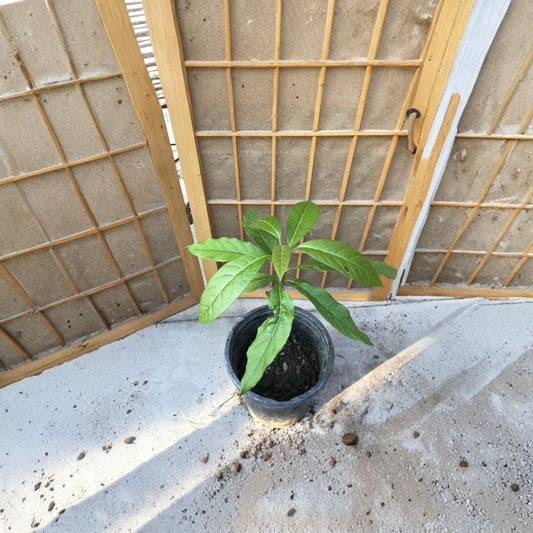 Avocado Fruit Tree – Persea americana Live Plant | Approximately 15 Inches Tall | No Pot (Bare Root Wrapped)  Trimmed Seedling | Lightweight Shipping | Ready to Plant