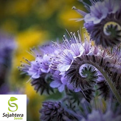 Lacy Phacelia Seeds 250+ | Phacelia tanacetifolia Annual Flower for Bees USA