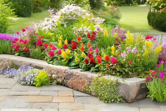 Celosia Plant - Assorted Colors - Easy-Care Drought Tolerant Variety - Celosia cristata - Vibrant Flame-Like Flowers