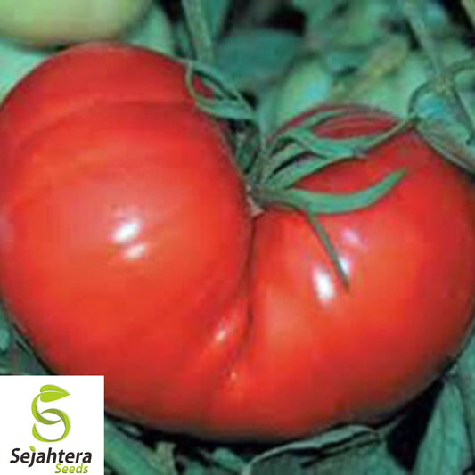 30+ Steak Tomato Seeds - Beefsteak, Heirloom, Organic, Tasty & Fresh