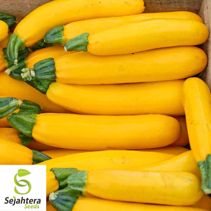 25 Golden Zucchini Squash Seeds - Non-GMO, Heirloom & Summer Favorite