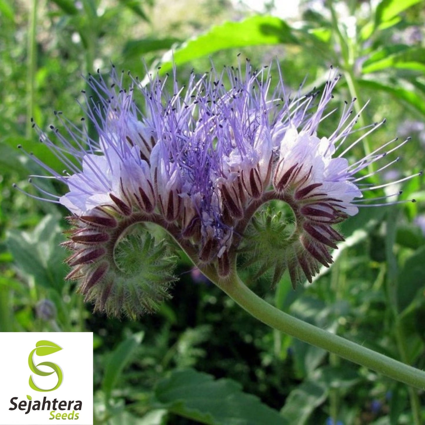 Lacy Phacelia Seeds 250+ | Phacelia tanacetifolia Annual Flower for Bees USA