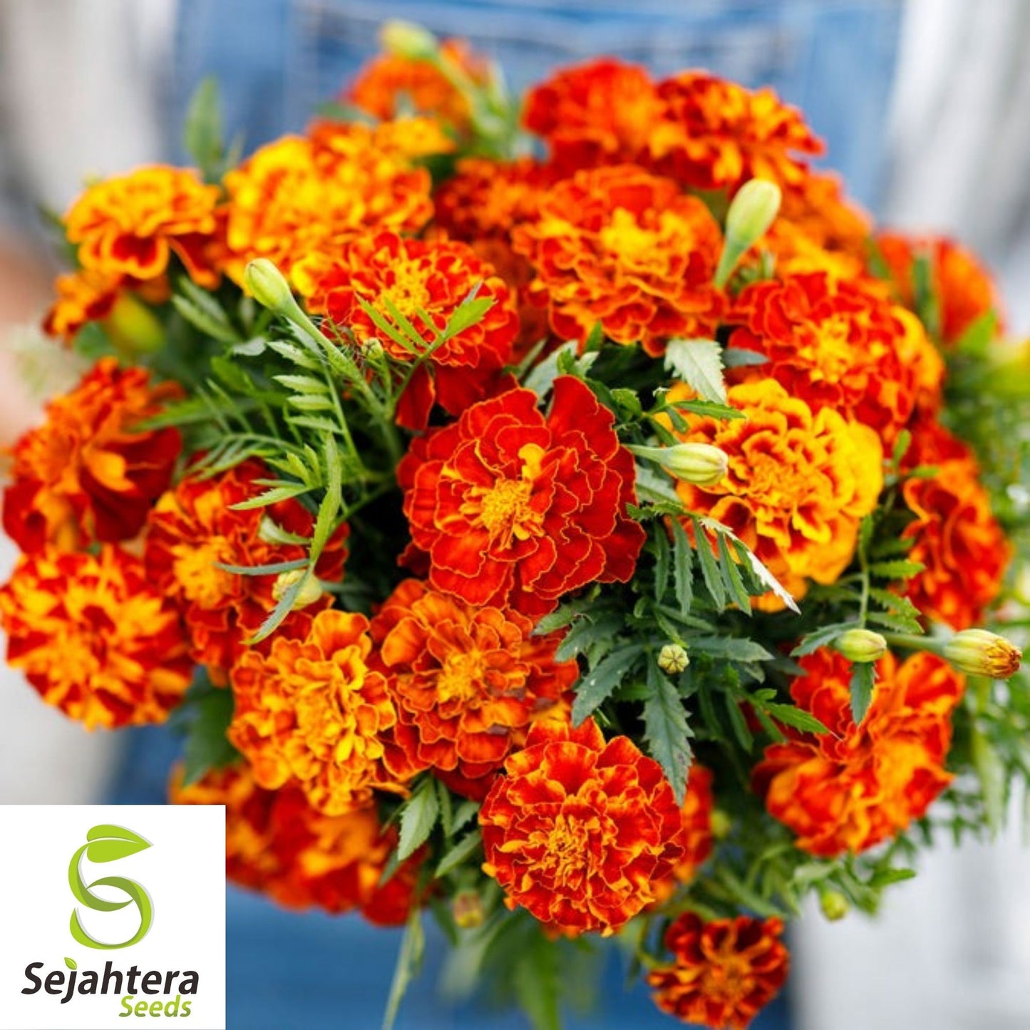 Marigold Seeds 150+ | French Sparky Mix Flowers Tagetes NON-GMO USA