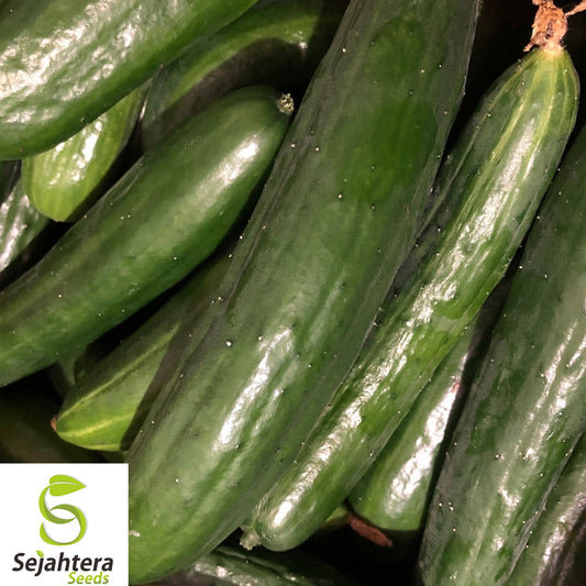 25+ Suyo Long Cucumber Seeds - Heirloom, Organic, Non-GMO, Rare & Crisp Variety
