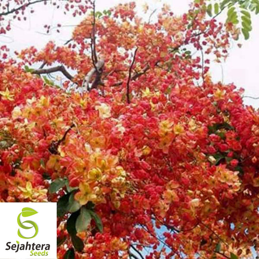 10+ Red Shower Tree Seeds - Cassia Marginata, Ornamental, Fast-Growing, Rare