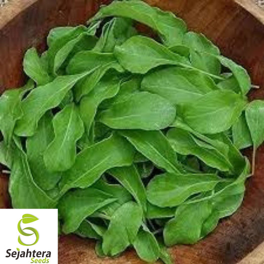 Astro Arugula Seeds - 250+ Heirloom, Organic, Non-GMO & Fast-Growing