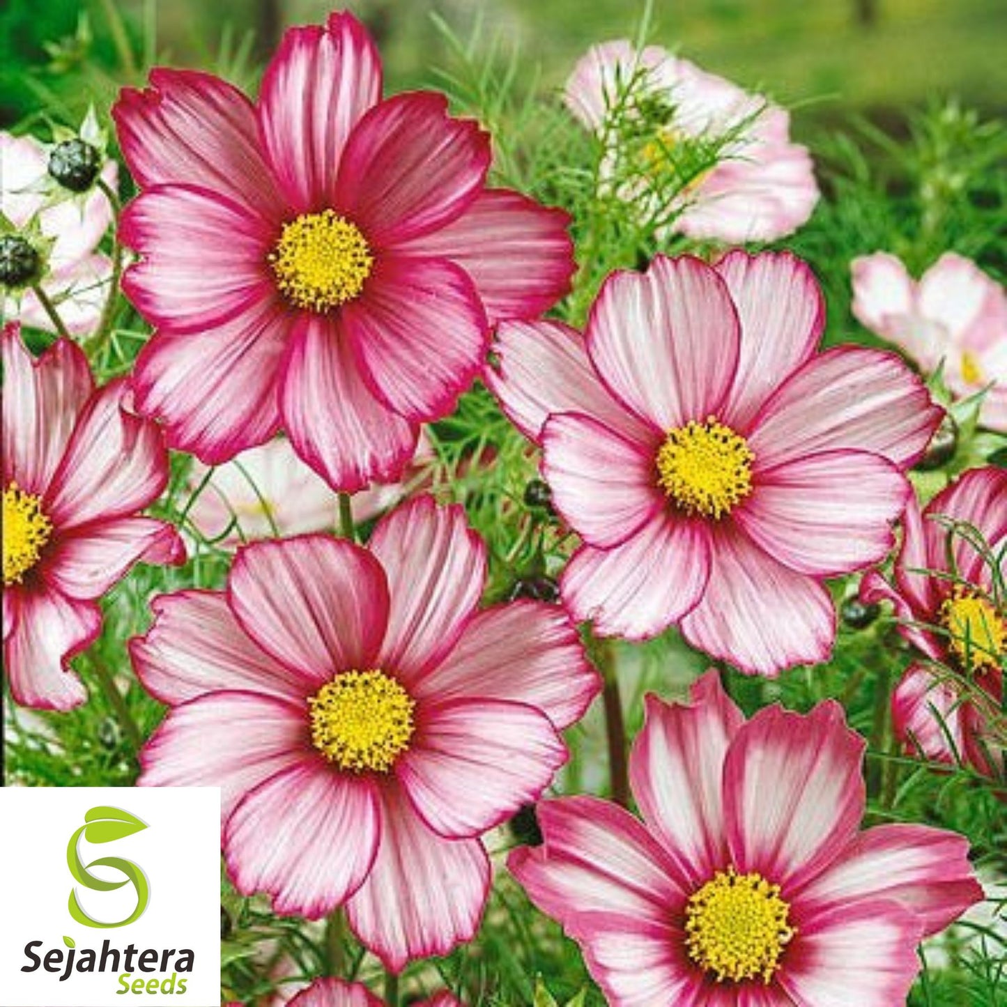 100 Cosmos Candystripe Seeds - Non-GMO, Vibrant Bi-Color Blooms
