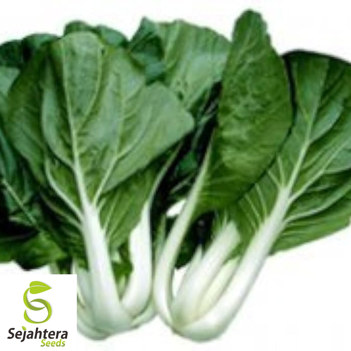 Pak Choi Dwarf White Stem Seeds - 1000+ Heirloom - Organic & Non-GMO