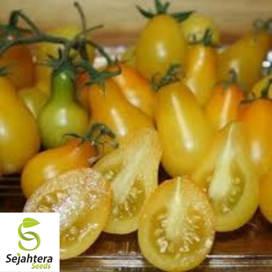 Yellow Pear Tomato Seeds 100 Ct | Heirloom NON-GMO Vegetable Garden USA