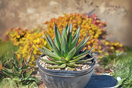 Blue Agave Plant - Large Tequila Agave, Agave Azul, Succulent - Agave Tequilana - Easy Care Indoor/Outdoor Succulent