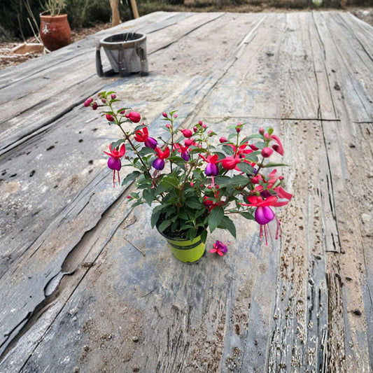Fuchsia Jollies ‘Nantes’ – Fuchsia Hybrid Live Plant | 4 Inch Pot | Red & Purple Blooms  Bicolor Hanging Flowers | Long Blooming | Perfect for Containers