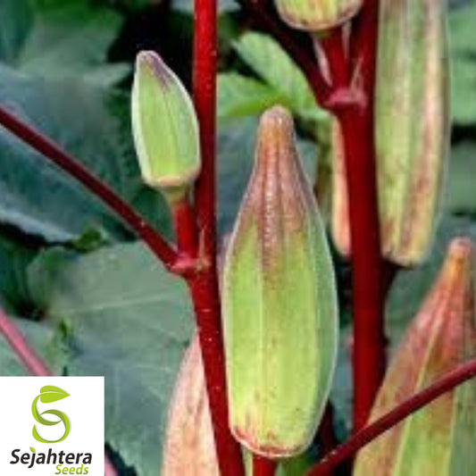 25+ Texas Hill Country Red Okra Seeds - Heirloom, Non-GMO, Heat-Tolerant & High-Yield