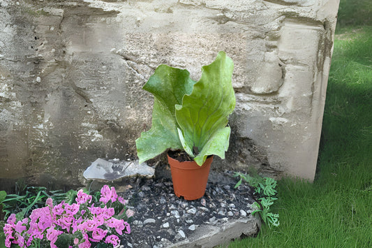 Platycerium Elephantotis Plaque - Unique Staghorn Fern for Home Decor - Platycerium Elephantotis - Healthy Plant Delivered