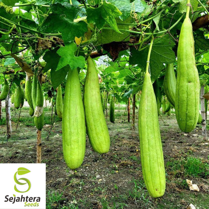 Luffa Gourd Seeds 10 Ct | Sponge Vegetable Heirloom NON-GMO USA