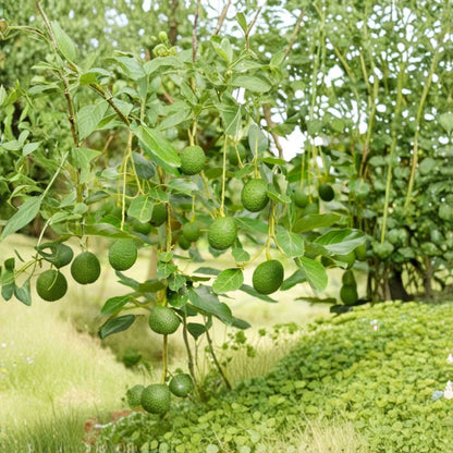 Day Avocado Tree – Persea americana Grafted Live Tree | 2–4 Feet Tall  Cold Hardy Avocado | Early Summer Harvest | Excellent Home Orchard Variety