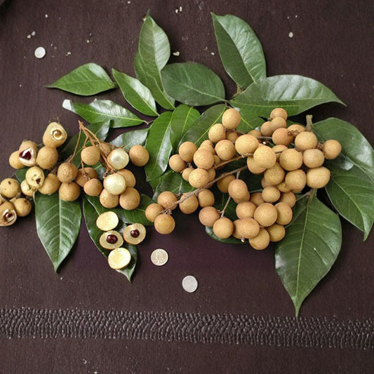 Kahola Longan Tree – Dimocarpus longan Live Air-Layered Tree | 2 Feet Tall | Includes 3 Gallon Nursery Pot  Sweet Tropical Fruit | Early Fruiting | Backyard Orchard Favorite