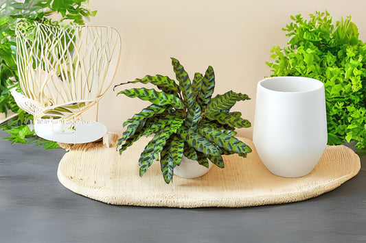 Calathea Rattlesnake Plant 6" Pot - Easy Care Indoor Houseplant, Pet Safe, Low Light Tolerant, Striking Foliage, Calathea lancifolia