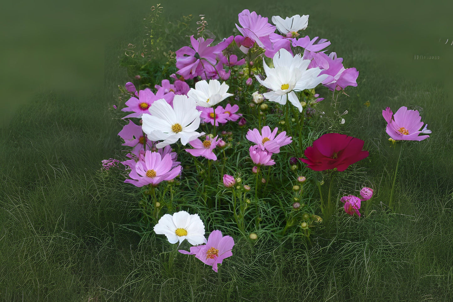 Common Cosmos Garden Cosmos (Cosmos bipinnatus)