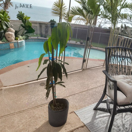 Glenn Mango Tree – Mangifera indica Grafted Live Tree | 3 Feet Tall | 3-Gal Pot  Sweet Fiberless Mango | Compact Growth | No Ship to CA, HI, PR, GU, AK
