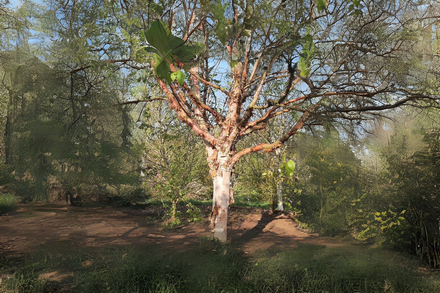Chinese Paper Birch Red-barked Birch (Betula albosinensis)