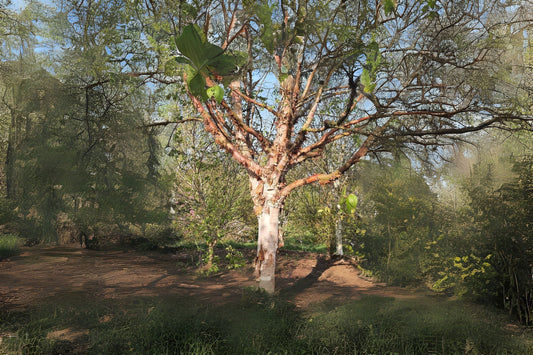 Chinese Paper Birch Red-barked Birch (Betula albosinensis)