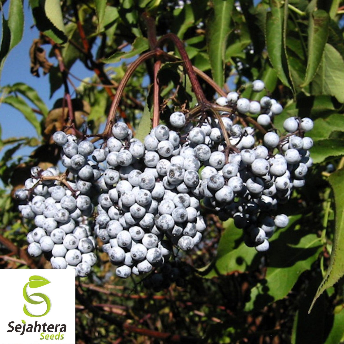 150 Blue Elderberry Seeds {Sambucus caerulea} | Edible Fruit