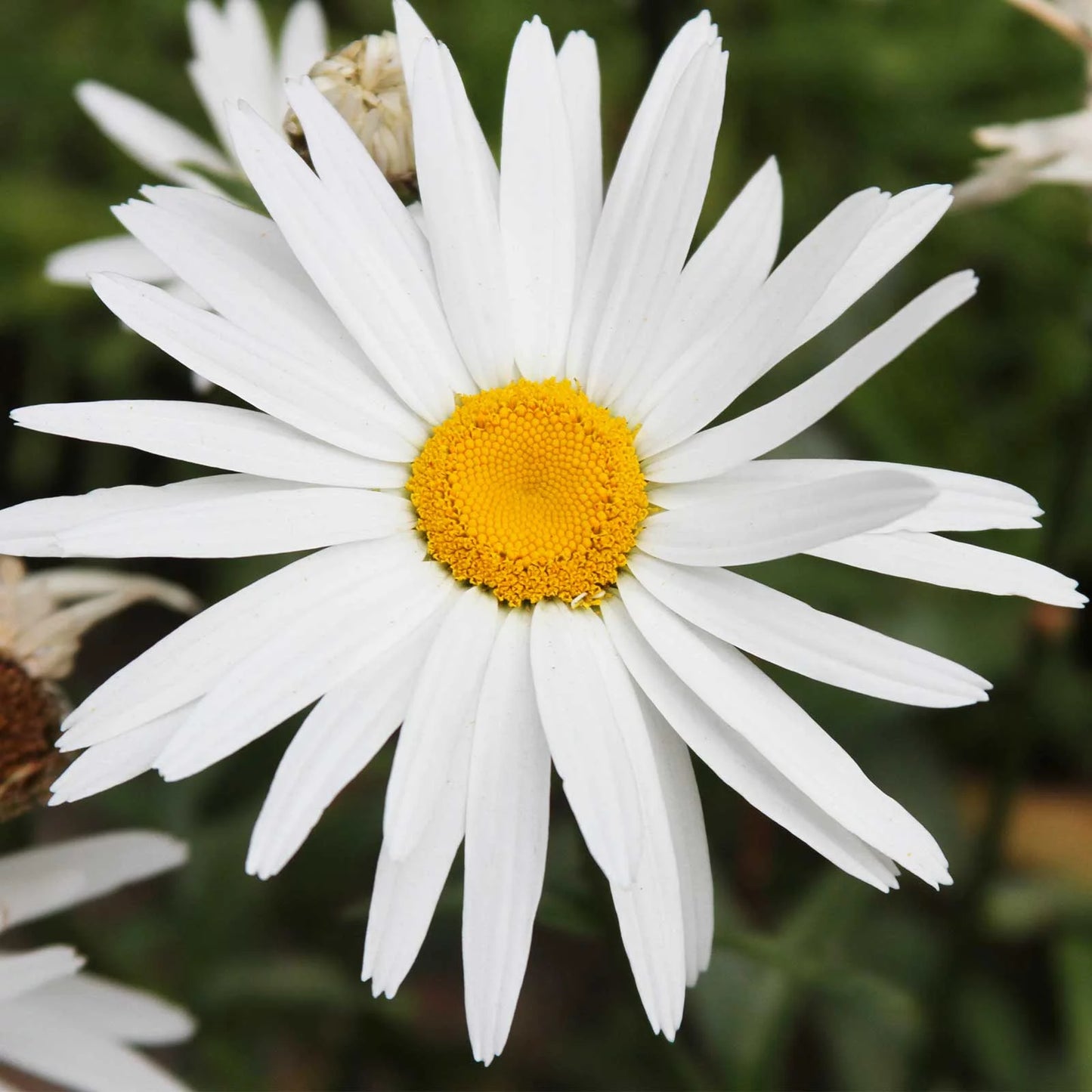 Shasta Daisy Chrysanthemum maximum 100 mg (approx 100 seeds) Seeds For Planting