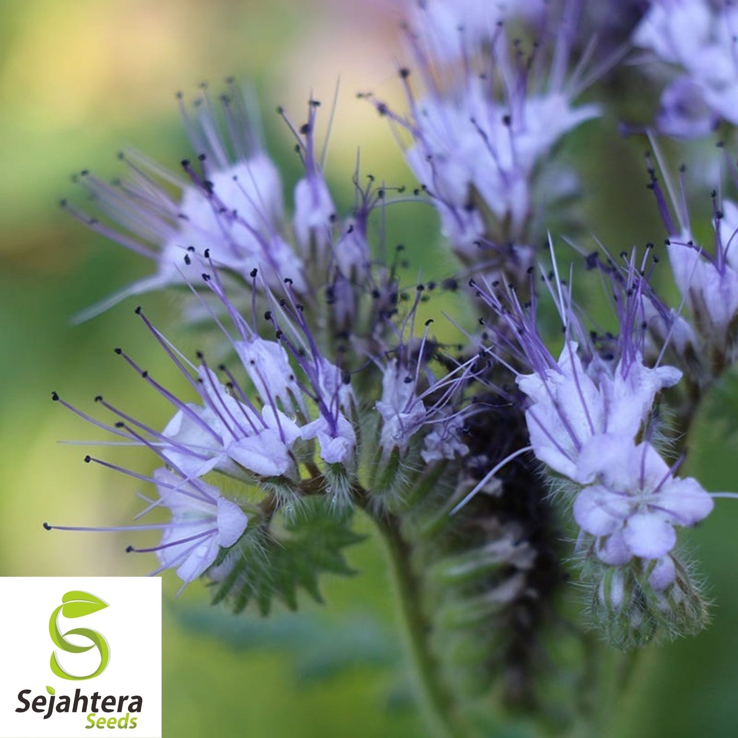 Lacy Phacelia Seeds 250+ | Phacelia tanacetifolia Annual Flower for Bees USA