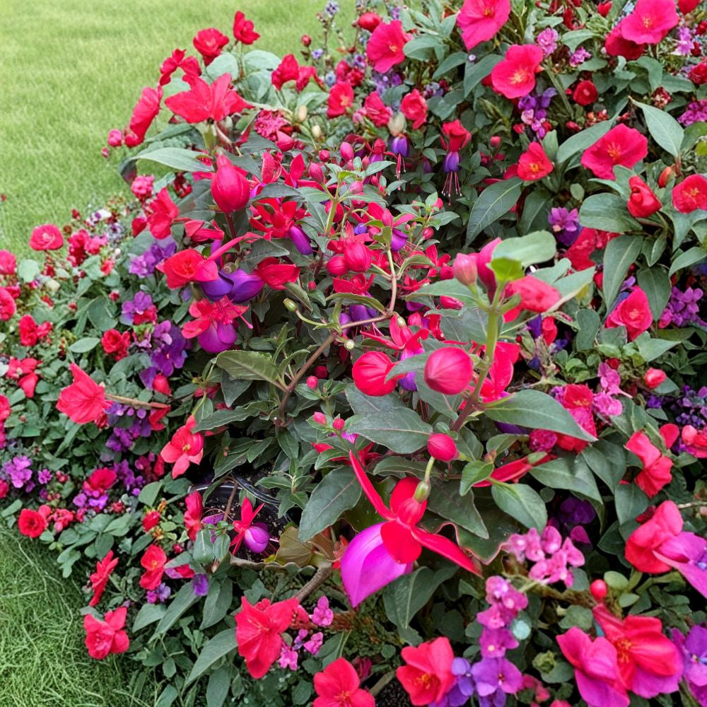 Fuchsia Jollies ‘Nantes’ – Fuchsia Hybrid Live Plant | 4 Inch Pot | Red & Purple Blooms  Bicolor Hanging Flowers | Long Blooming | Perfect for Containers