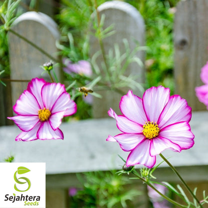 100 Cosmos Candystripe Seeds - Non-GMO, Vibrant Bi-Color Blooms