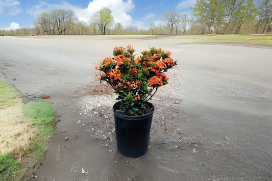 Dwarf Ixora Plant 6" Pot Orange Evergreen Shrub with Bright Blooms Ixora coccinea - Low Maintenance Indoor/Outdoor Garden