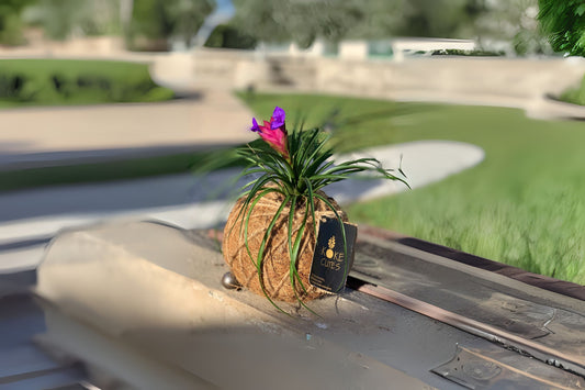 Tillandsia Cyanea Plant in 4" Pot | Air Plant | Tropical Bromeliad | Unique Houseplant for Home Decor
