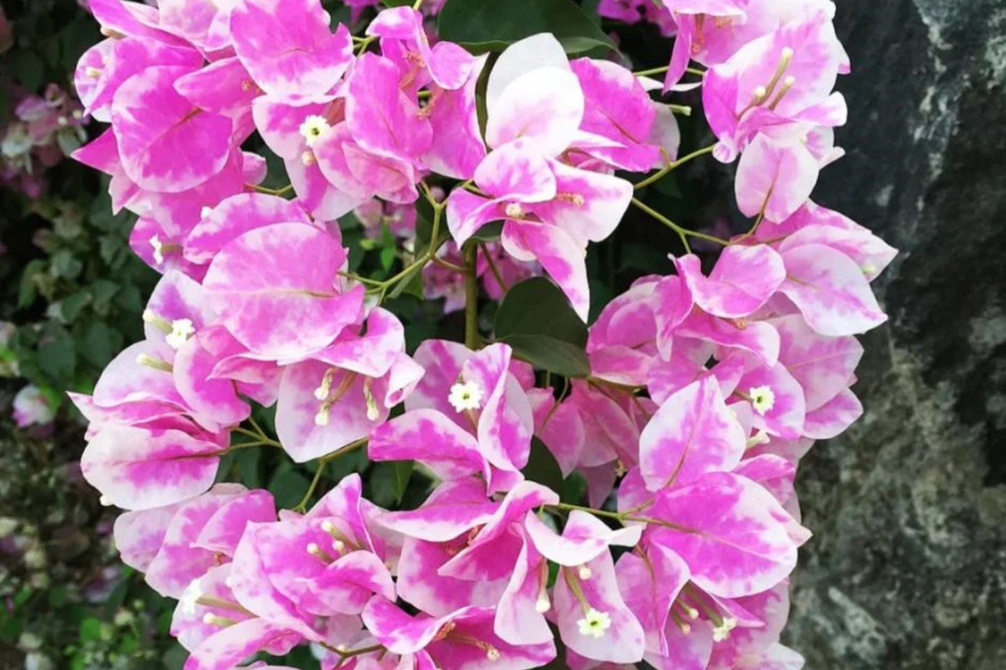 Imperial Thai Delight Bougainvillea | Small Well-Rooted Starter Plant