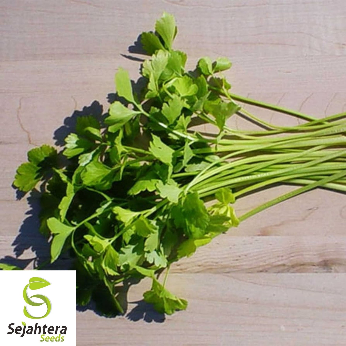 Chinese Celery Seeds 1000+ | Apium graveolens NON-GMO Vegetable Garden USA