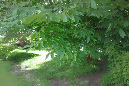Chinese Zelkova Jumu Schneiders Elm (Zelkova schneideriana)