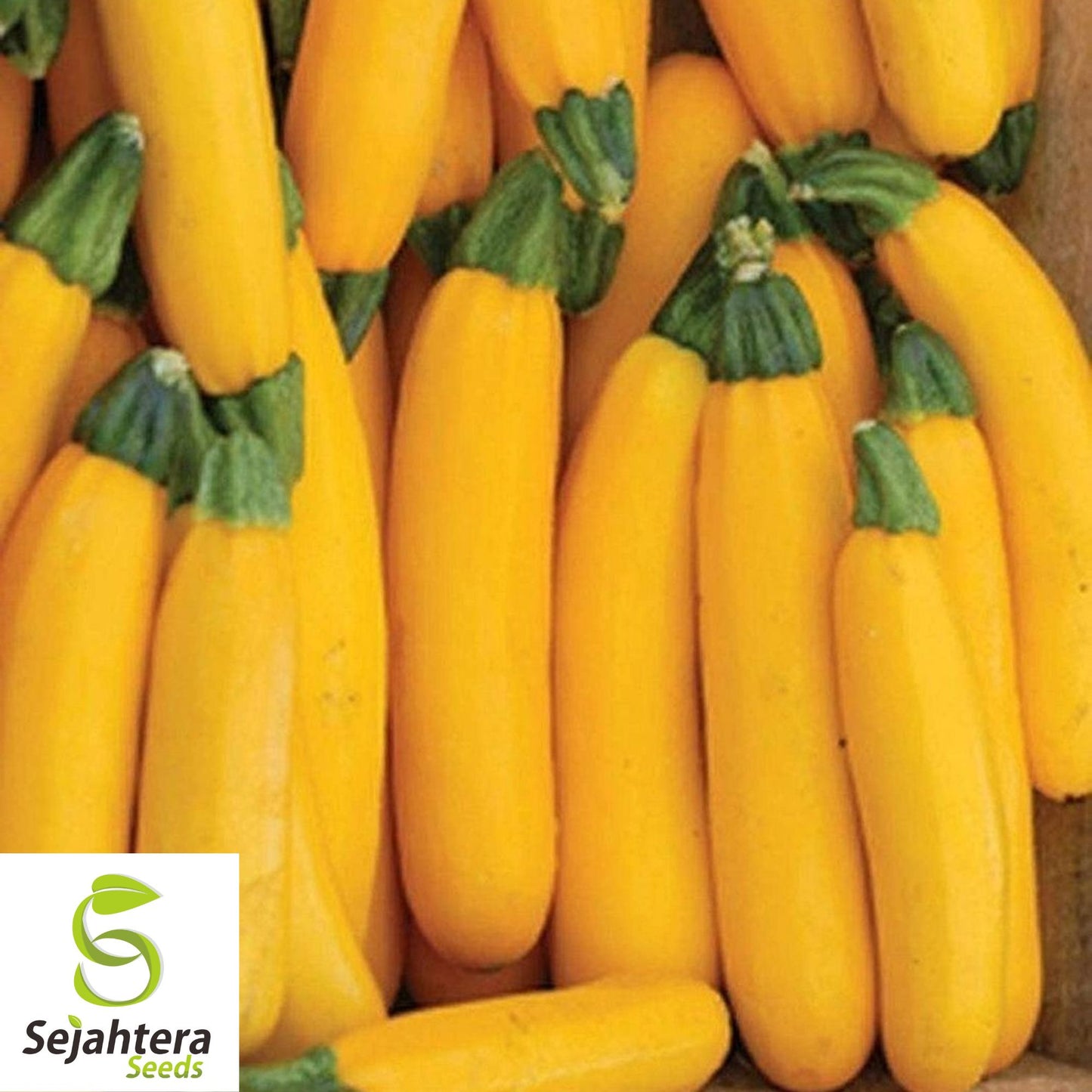 25 Golden Zucchini Squash Seeds - Non-GMO, Heirloom & Summer Favorite