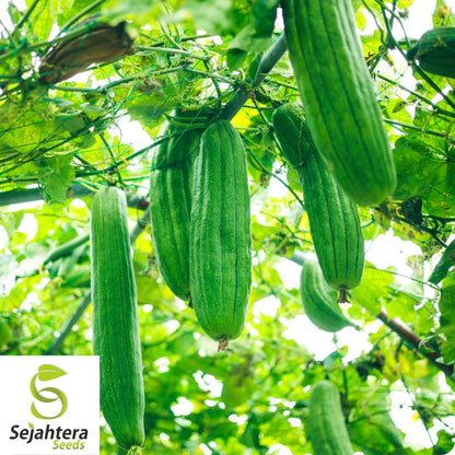 Luffa Gourd Seeds 10 Ct | Sponge Vegetable Heirloom NON-GMO USA