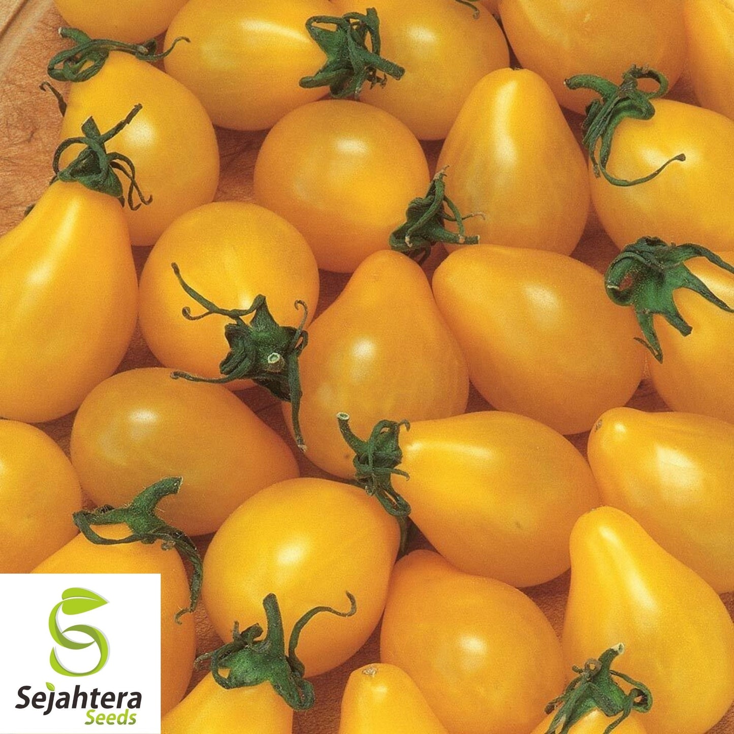 Yellow Pear Tomato Seeds 100 Ct | Heirloom NON-GMO Vegetable Garden USA