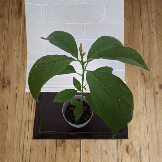 Avocado Seedling – Persea americana Live Plant | 15+ Inches Tall | Grown from Seed  Bare Root Shipping | Tropical Fruit Tree | Ready to Plant