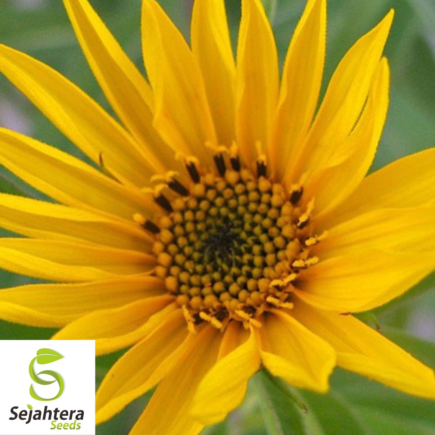 50+ Maximilian Sunflower Seeds - Helianthus Maximiliani, Perennial Wildflower