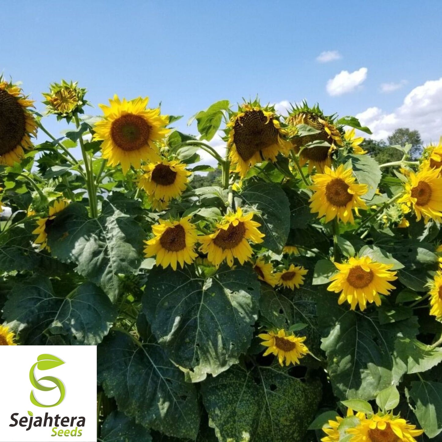 Black Oil Sunflower Seeds - 100+ Heirloom - Non-GMO - High Yield & Fresh