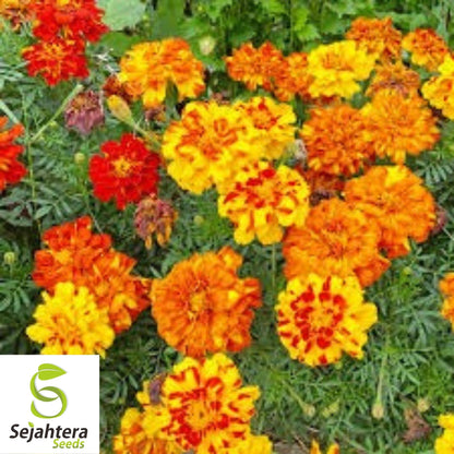 Marigold Seeds 150+ | French Sparky Mix Flowers Tagetes NON-GMO USA