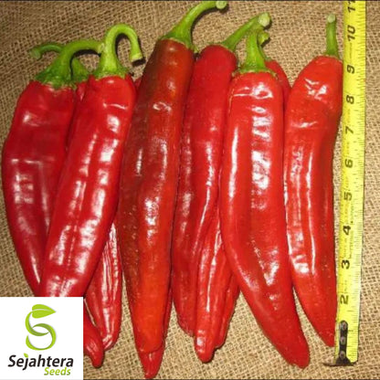 25 Hatch Big Jim Pepper Seeds - Non-GMO, Mild & Flavorful Hatch Variety